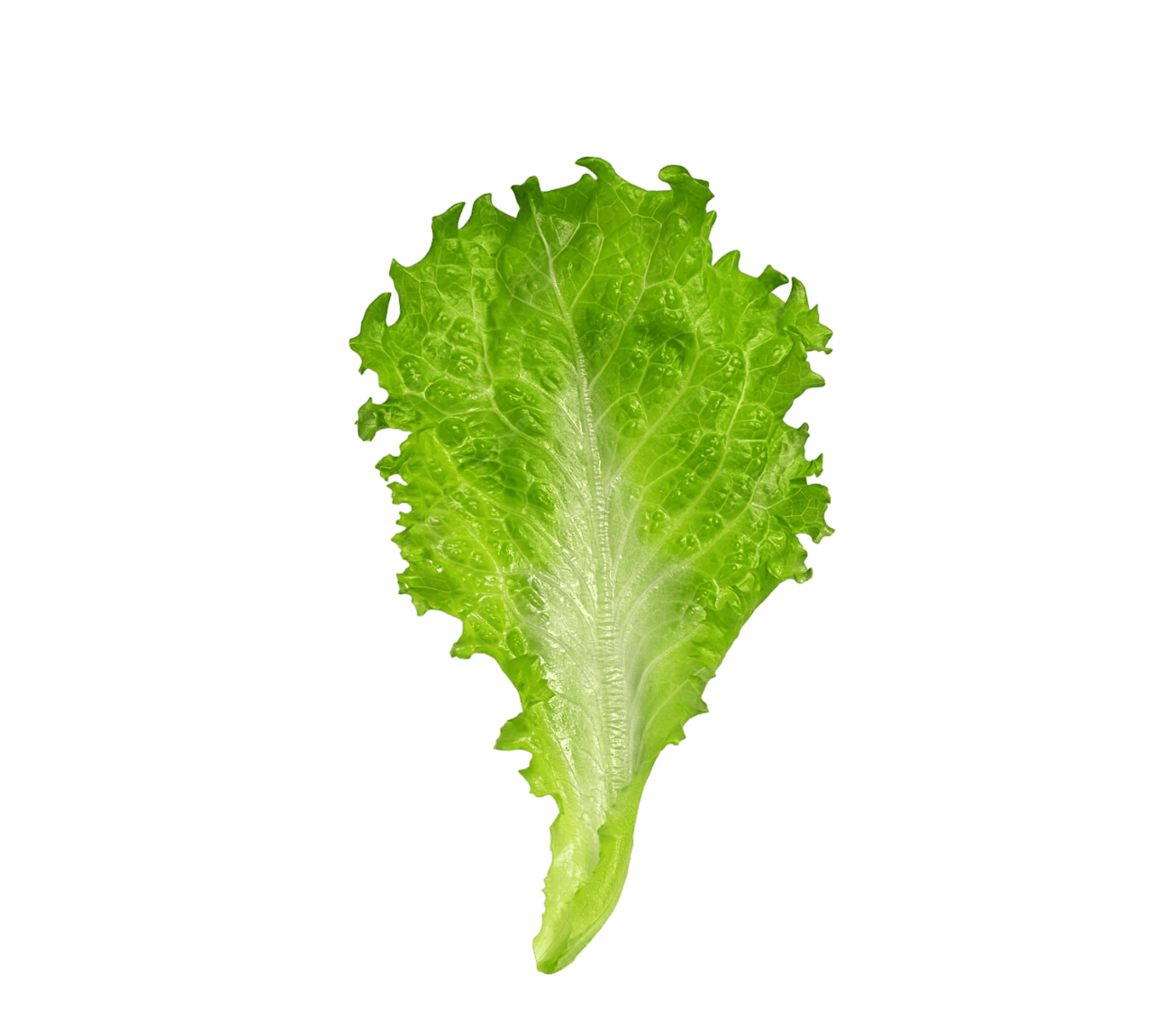 Luctus leaf